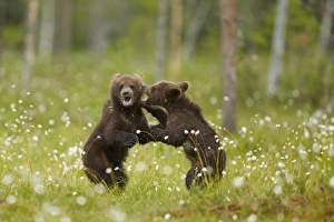 Northern Europe Prints: European Brown Bear (Ursus arctos arctos) two cubs