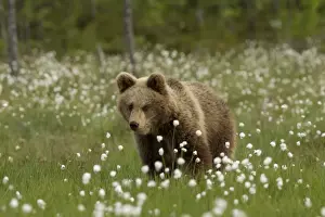 European Brown Bear (Ursus arctos arctos) immature, standing amongst cotton-grass, Finland, june