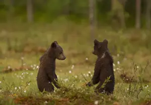 Ursidae Prints: European Brown Bear (Ursus arctos arctos) two six-month old cubs