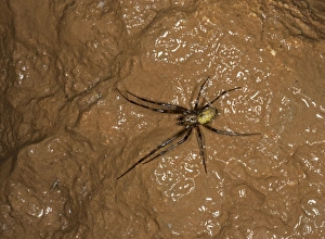 Cave Prints: European Cave Spider (Meta menardi) adult