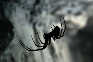 Cave Prints: European Cave Spider (Meta menardi) adult female, on web in cave, Italy