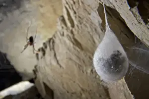 Cave Prints: European Cave Spider (Meta menardi) egg cocoon with spiderlings ready to hatch inside