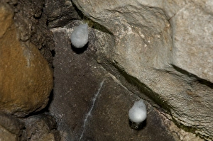 Cave Prints: European Cave Spider (Meta menardi) egg sacs