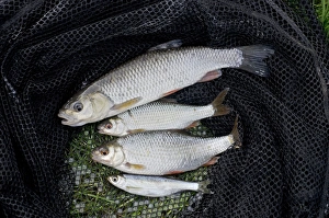 European Chub (Squalius cephalus) adult, Roach (Rutilus rutilus) two adults
