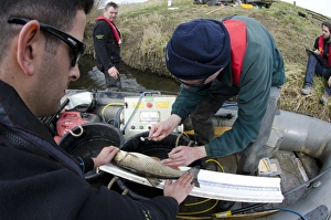European Chub (Squalius cephalus) adult, having scale taken by Environment Agency workers during fish survey