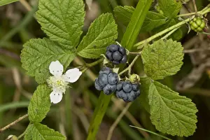 Shrubs Prints: European Dewberry (Rubus caesius) close-up of flower and ripe fruit