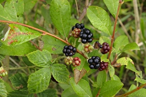 Bramble Prints: European Dewberry (Rubus caesius) close-up of fruit, West Yorkshire, England, august