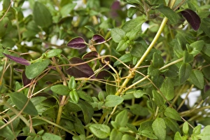 European dodder, Cuscuta europaea, a parasitic plant on a herd thyme plant in a pot