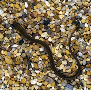 Eels Prints: European Eel (Anguilla anguilla)