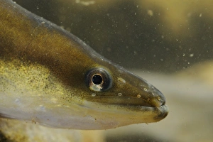 European Eel (Anguilla anguilla) adult, close-up of head, Italy, august