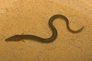 European Eel (Anguilla anguilla) adult, in shallow water on sand, Norfolk, England, February (controlled)