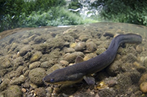 European Eel (Anguilla anguilla) adult, swimming over riverbed in shallow water, in river habitat, River Soar