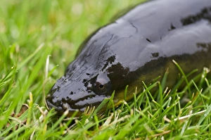 European Eel (Anguilla anguilla) adult, close-up of head, on grass, River Trent, Nottinghamshire, England, June