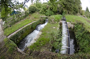 Environmental Prints: European Eel (Anguilla anguilla) eel pass and mill stream, Gloucestershire, England, April