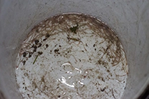 European Eel (Anguilla anguilla) elvers, in bucket at night, River Severn, Gloucestershire, England, April