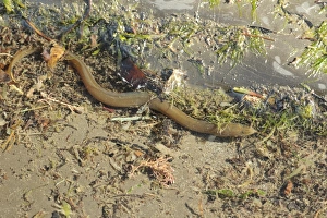 Yellow Prints: European Eel (Anguilla anguilla) yellow form
