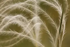 Plateau Prints: European Feather Grass (Stipa pennata) close-up of awns