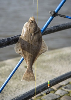 Caught Prints: European Flounder (Platichthys flesus) immature