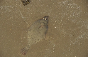 Flatfishes Prints: European Flounder (Platichthys flesus) immature