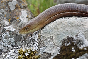 European Glass Lizard (Ophisaurus apodus) adult, close-up of head, Lesvos, Greece, april