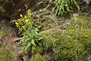 Outcrops Prints: European Goldenrod (Solidago virgaurea) flowering