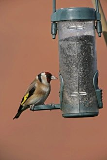 S Eed Prints: European Goldfinch (Carduelis carduelis) adult