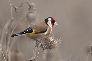 S Eed Prints: European Goldfinch (Carduelis carduelis) adult