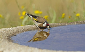 European Goldfinch (Carduelis carduelis) adult, drinking at pool with reflection, Spain, may