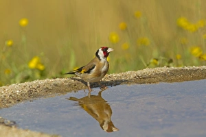 European Goldfinch (Carduelis carduelis) adult, drinking at pool with reflection, Spain, may