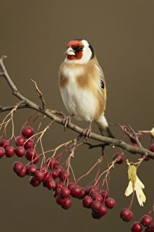 European Goldfinch (Carduelis carduelis) adult, perched on twig with berries in garden, Shropshire, England, december