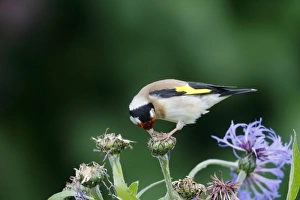 European Goldfinch (Carduelis carduelis) adult, feeding on cornflower seeds in garden, Warwickshire, England, June