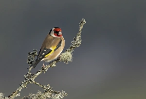 European Goldfinch (Carduelis carduelis) adult, perched on lichen covered twig, Scotland, February