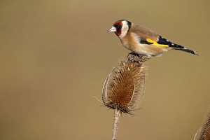 European Goldfinch (Carduelis carduelis) adult, feeding on seeds from teasel seedhead, Warwickshire, England, January