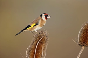 European Goldfinch (Carduelis carduelis) adult, feeding on seeds from teasel seedhead, Warwickshire, England, January