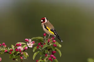 European Goldfinch (Carduelis carduelis) adult male, perched in Crabapple (Malus sp. ) tree with blossom, Shropshire, England, april