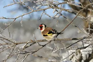 European Goldfinch (Carduelis carduelis) adult male, perched on frost covered twig, Cairngorms N. P. Speyside, Highlands, Scotland, december