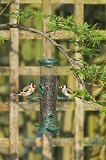 European Goldfinch (Carduelis carduelis) two adults, feeding at hanging nyger seed feeder in garden, Essex, England