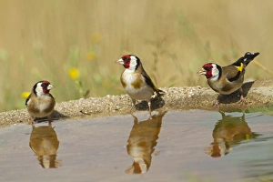 European Goldfinch (Carduelis carduelis) three adults, drinking at pool with reflections, Spain, june