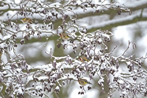 European Goldfinch (Carduelis carduelis) four adults, feeding on snow covered Common Alder (Alnus glutinosa) cones