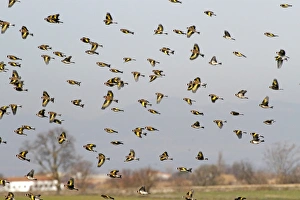 Steppes Prints: European Goldfinch (Carduelis carduelis) flock