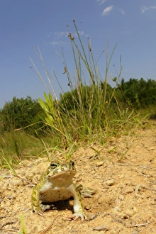 Pseudepidalea Prints: European Green Toad (Bufo viridis) adult, sitting in habitat, Italy, june