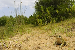 European Green Toad (Bufo viridis) adult, sitting in habitat, Italy, june