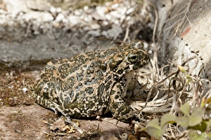 Pseudepidalea Prints: European Green Toad (Bufo viridis) adult female