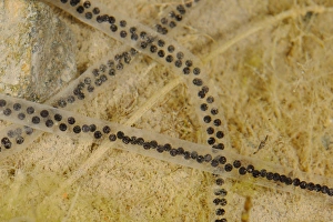 Pseudepidalea Prints: European Green Toad (Bufo viridis) eggs in water, Italy, may