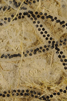 European Green Toad (Bufo viridis) eggs in water, Italy, may