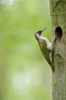 European Green Woodpecker (Picus viridis) adult male, at nesthole entrance in tree trunk, Cannock Chase, Staffordshire