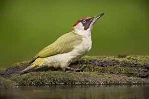 European Green Woodpecker (Picus viridis) adult male, standing at pool in woodland, Debrecen, Hungary, April