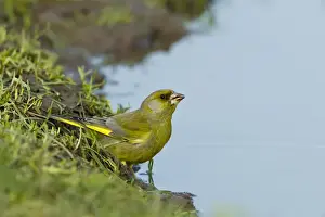 European Greenfinch (Carduelis chloris) adult male, drinking from puddle on farmland, Warwickshire, England, april