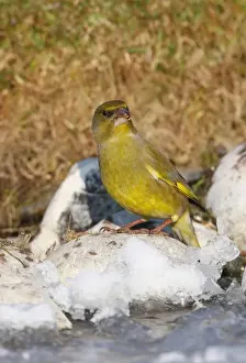 European Greenfinch (Carduelis chloris) adult male, feeding, standing on frozen pond, Norfolk, England, february