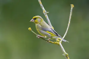European Greenfinch (Carduelis chloris) adult male, perched on twig, Norfolk, England, June